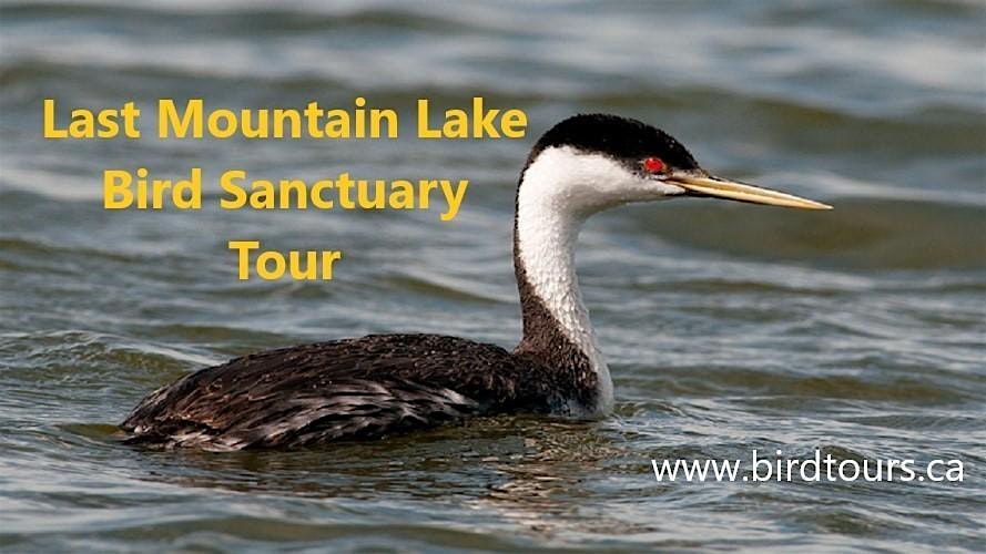 Last Mountain Lake Bird Sanctuary Tour