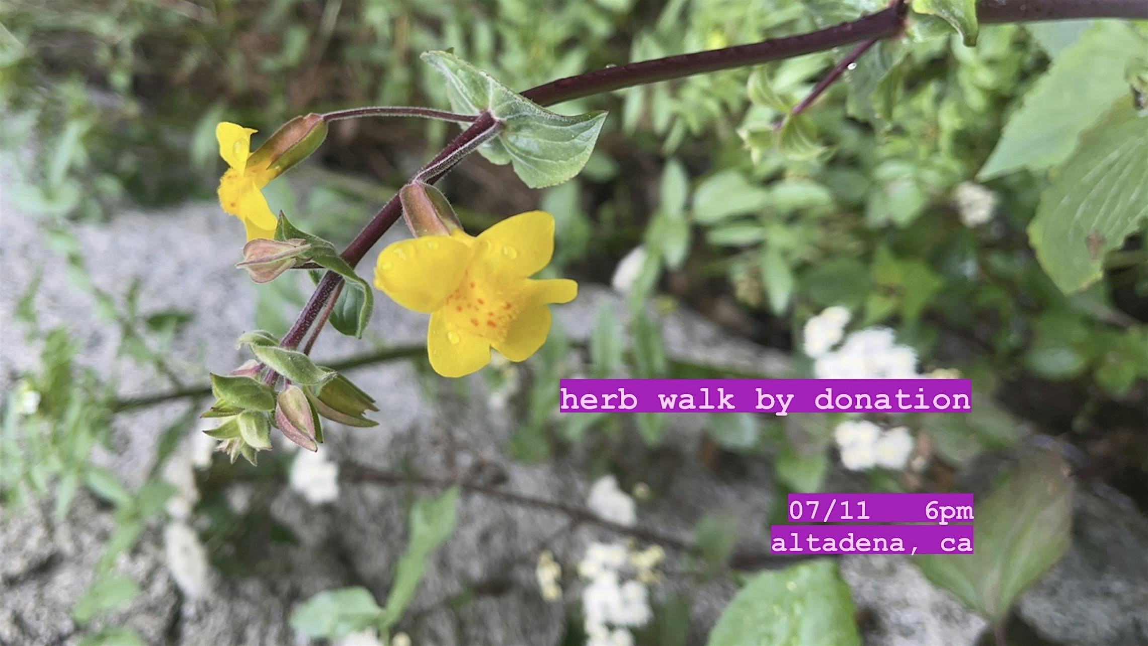 Sunset Herb Walk (by donation)