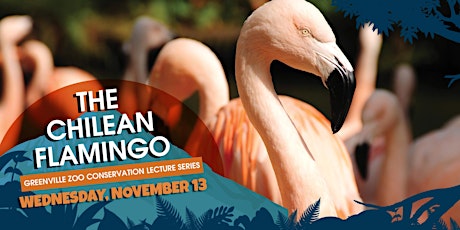 The Chilean Flamingo – Greenville Zoo Conservation Lecture Series primary image