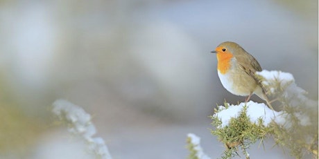 Festive Robin Story and Walk primary image
