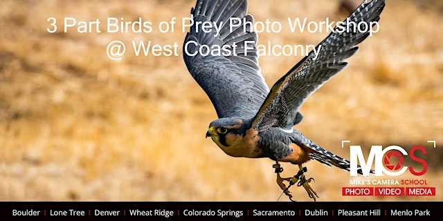 Image principale de 3 Part: Birds of Prey Photography Workshop with West Coast Falconry