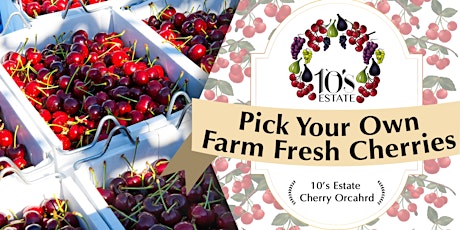 Pick Your Own at 10's Estate Cherry Orchard in Mudgee (21 - 24 Nov 2019) primary image