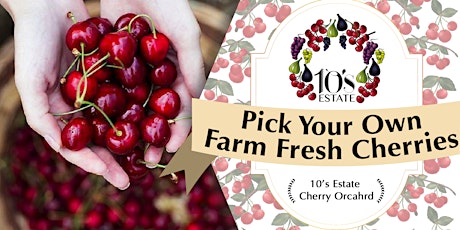 Fruit Picking (cherry) at Mudgee NSW (28 Nov - 1 Dec 2019) primary image