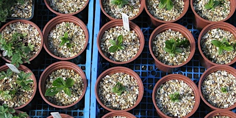 Practice Your Propagation Prowess! primary image
