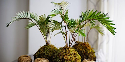 Learn to Kokedama primary image
