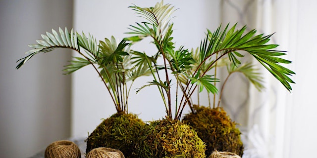 Image principale de Learn to Kokedama