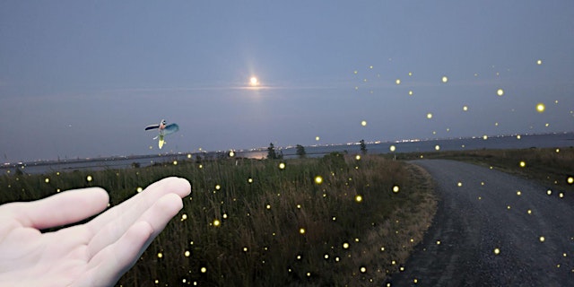 Image principale de Firefly Walk