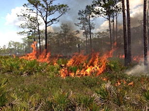 CFPFC Field Trip: Restoration With Fire and Other Techniques at the Disney Wilderness Preserve primary image