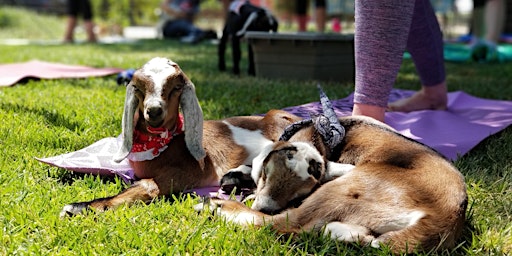 Elk Grove Ca Goat Yoga Events Eventbrite