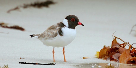 Hooded Plover Monitoring Training primary image