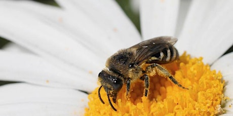 Live and Learn: Beekeeping primary image