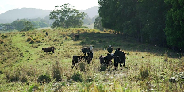 Pasture and cattle management in the dry - field day for cattle graziers