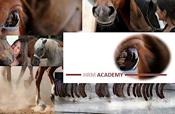 Primaire afbeelding van Open dag HRM Academy | 9,5 daagse MasterClass opleiding paardencoach 2015