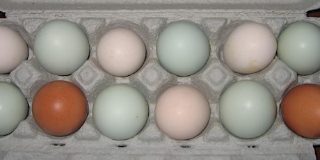 POSTPONED!  - Grading Eggs for Market: Issues and Options primary image