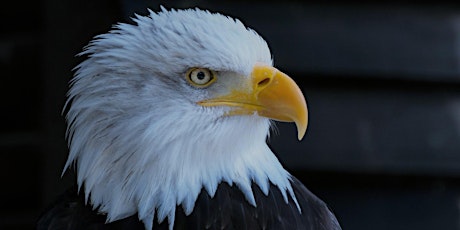 Friends of Cheakamus First Sunday: Experience Wintering Bald Eagles primary image