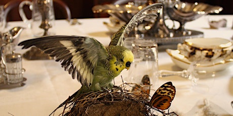 Introduction to Taxidermy: Non-Native Birds primary image