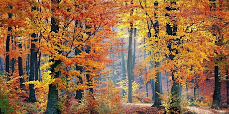 Autumn Forest Bathing Walk at Hermitage of Braid Nature Reserve primary image