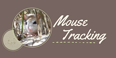 Anastasia Island Beach Mouse Tracking primary image