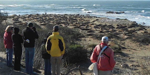 Waddell Beach Camp and Elephant Seal Tour