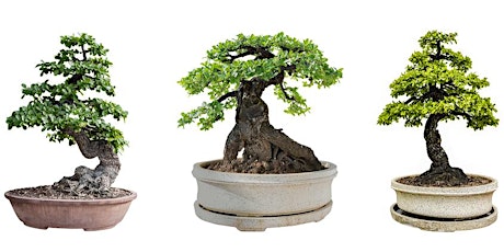 Tour of the National Bonsai & Penjing Collection