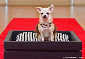 DogVacay "Pups in Tux" Red Carpet Event primary image