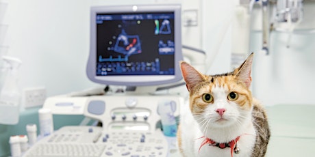 Echocardiography Training primary image
