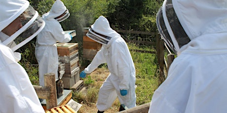 The Honey Bee and an Introduction to Beekeeping - evening sessions primary image