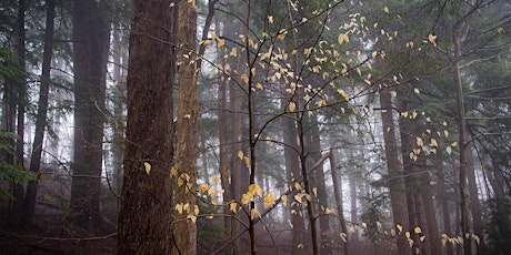 Winter Tree Walk at College Lodge primary image