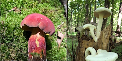 Primaire afbeelding van Fungi Frolic