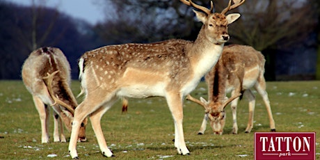 Deer Feed and Trailer Ride at Tatton Park primary image
