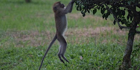 A Walk With Your Neighbours: The Monkeys of Lower Peirce primary image