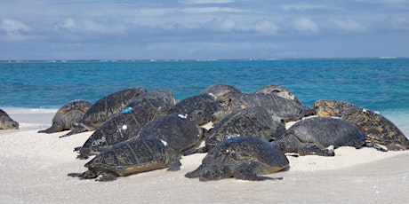 Sea Turtles in the Pacific Islands Region primary image