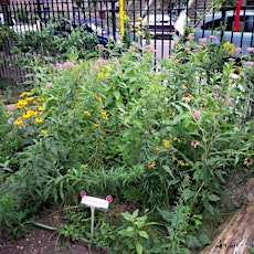 Gardening for Pollinators: Taking the Common Core Outdoors primary image