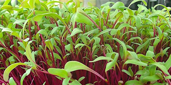 Grow Your Own Microgreens!