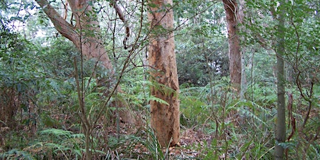 Hawthorne Street Bushcare Volunteer Group Meeting primary image