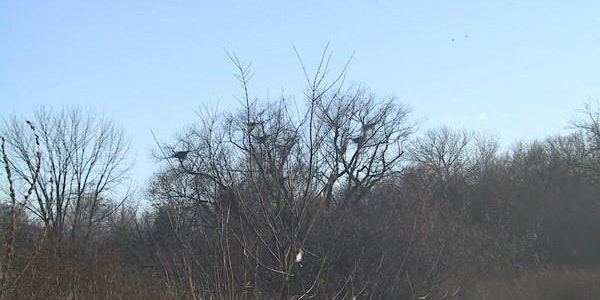 Migration Madness Birding Walk at Petty's Island