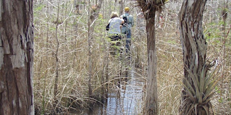 An Incredible Everglades Wet Hike with the Dragonfly Expeditionary Club - Saturday 1/25/20 from 10:30am-1:30pm