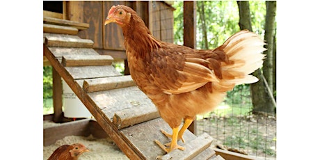Backyard Chicken Training Class - Orange County   primary image