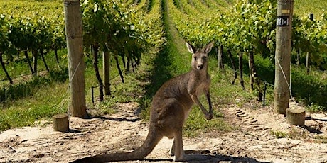 Australia Day & Waitangi Day Wine tasting with Aussie BBQ tasters!  primary image
