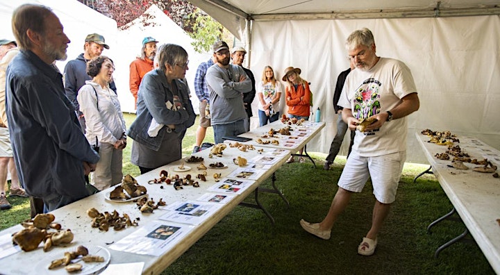40th Annual Telluride Mushroom Festival image
