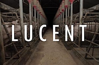 'Lucent' Brisbane screening - documentary about Australian Pig Farming primary image