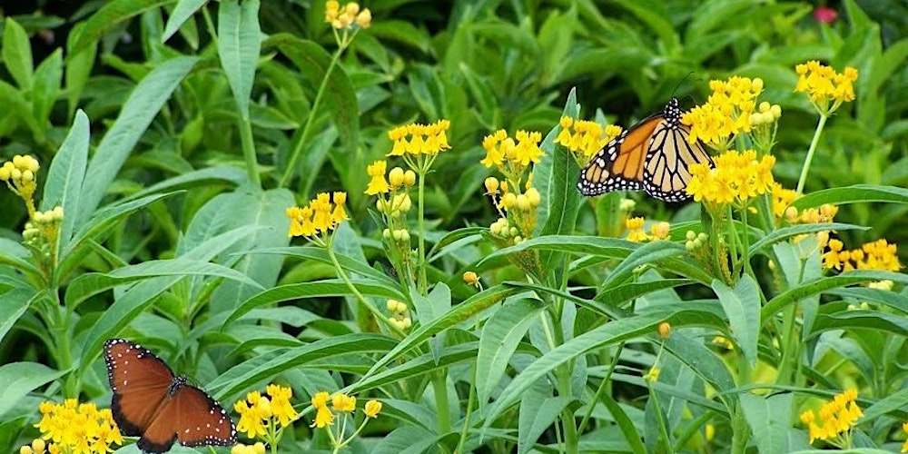 How To Create A Butterfly Garden Tickets Sat May 16 2020 At 3