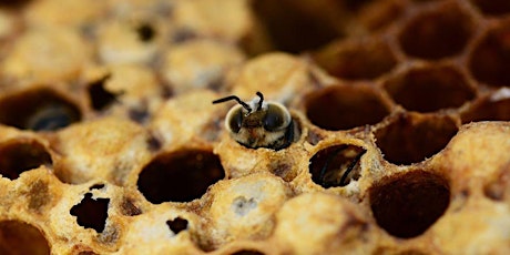 Imagen principal de Cata de mieles y casa de las abejas