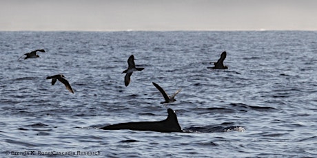 Seminar - Whales and Dolphins of Papahānaumokuākea primary image