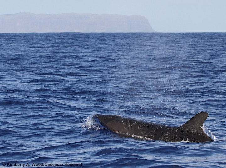 Seminar - Whales and Dolphins of Papahānaumokuākea image