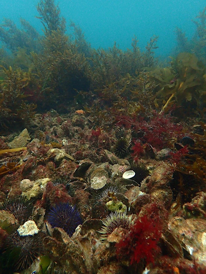 Restoring a new shellfish reef for Adelaide- Public Forum 3 image