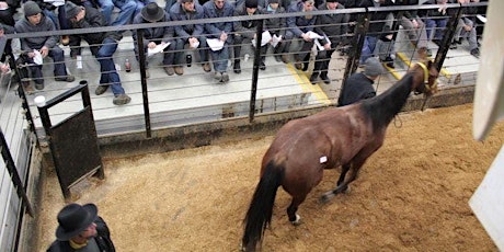 Standardbred Horse Sale primary image