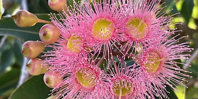 MAY GIBBS: HER LIFE AND BUSHLAND STORIES OF KINGS PARK primary image