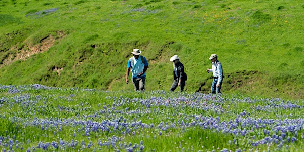 Wildflowers at Sears Point with Gerald Tomboc 3-29-20