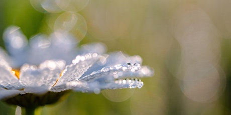 Joyful Mind: A Zen Retreat in Madison primary image